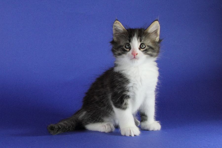 Merlin (41 Tage alt)