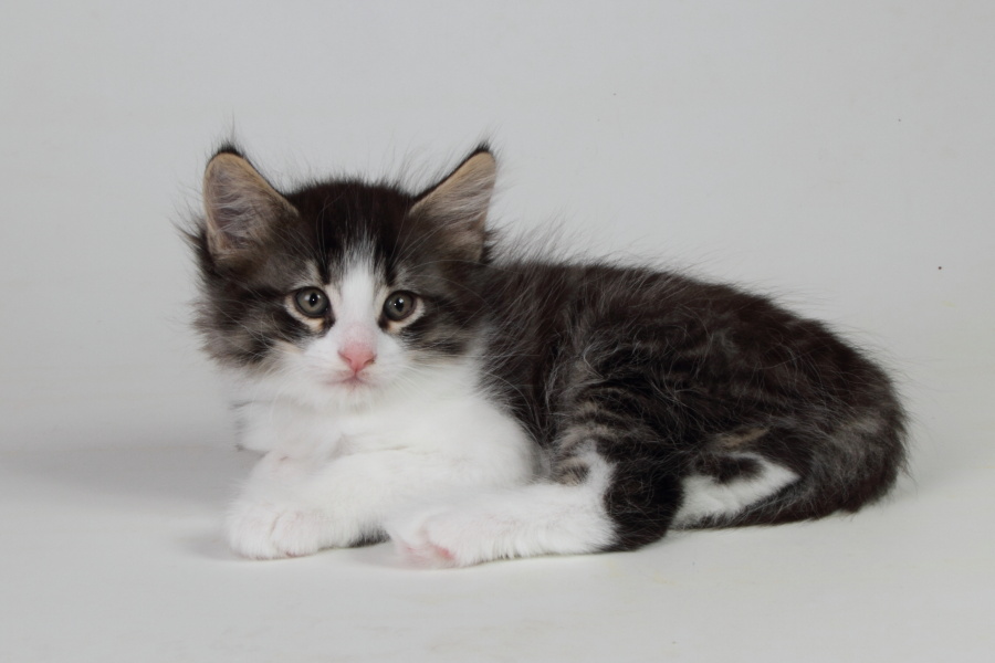 Merlin (48 Tage alt)