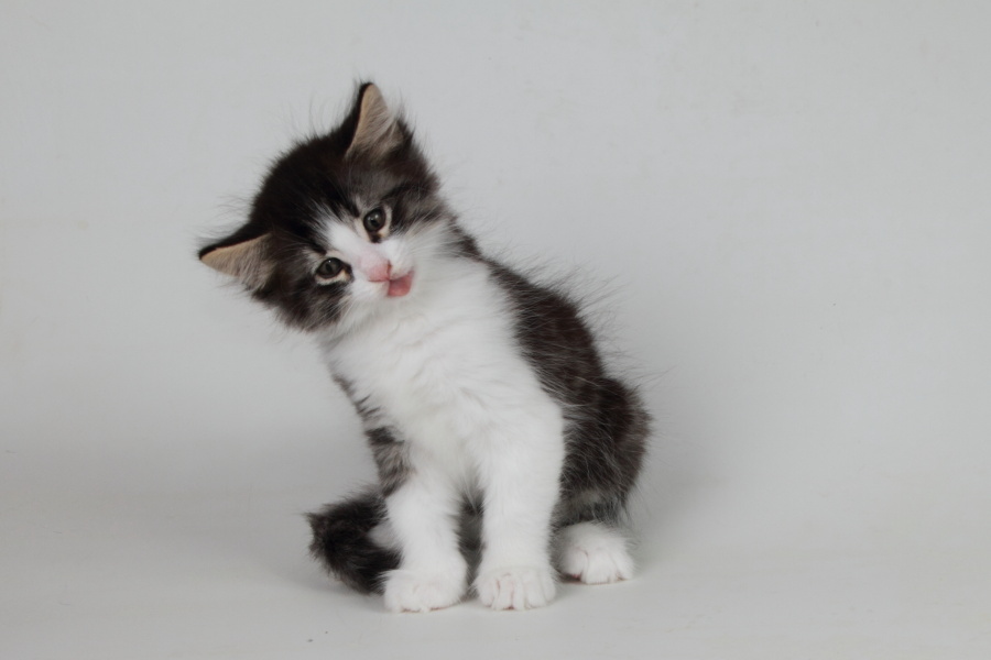 Merlin (48 Tage alt)