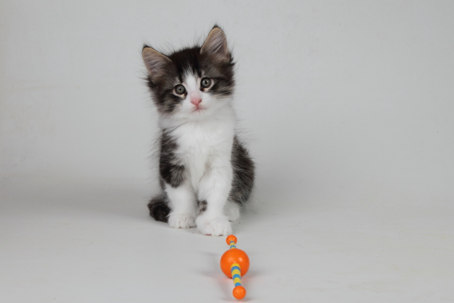 Merlin (48 Tage alt)