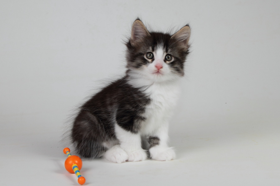 Merlin (48 Tage alt)