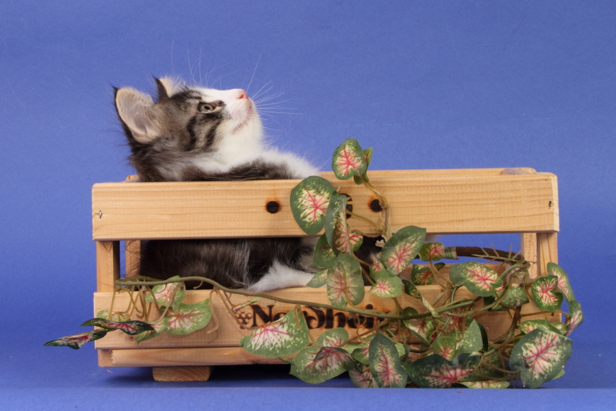 Merlin (55 Tage alt)