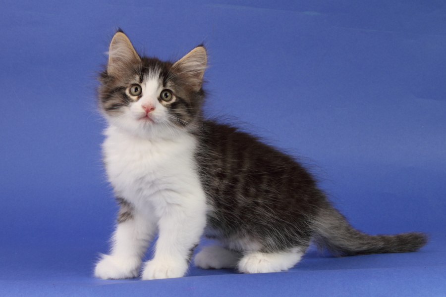 Merlin (55 Tage alt)