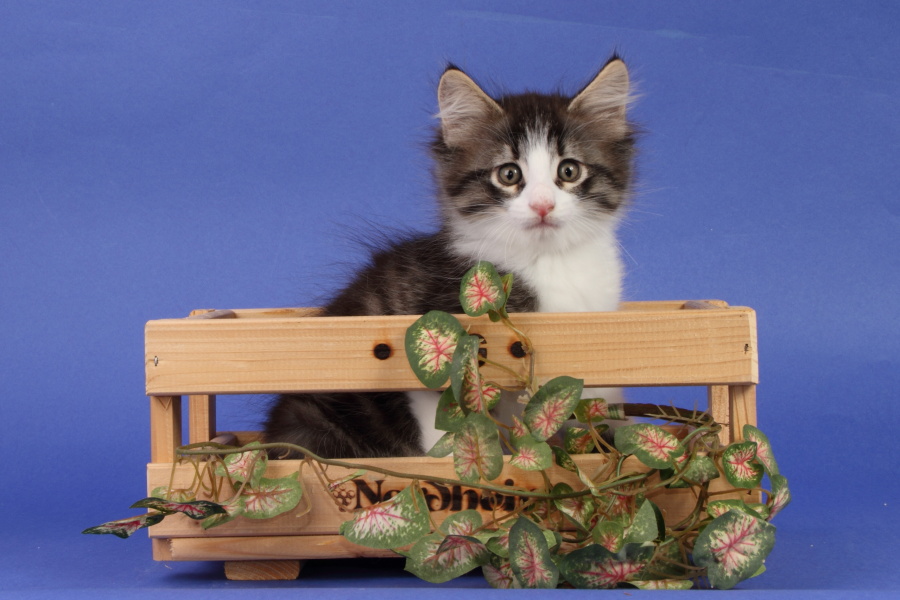 Merlin (55 Tage alt)