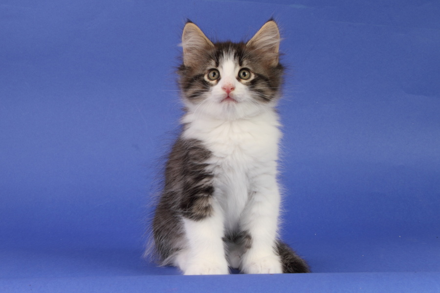 Merlin (55 Tage alt)