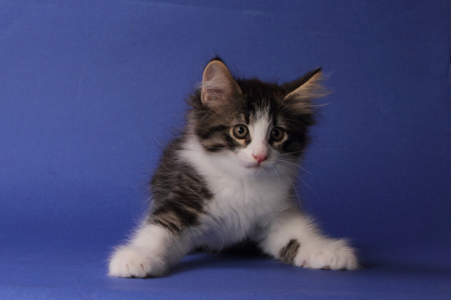 Merlin (62 Tage alt)