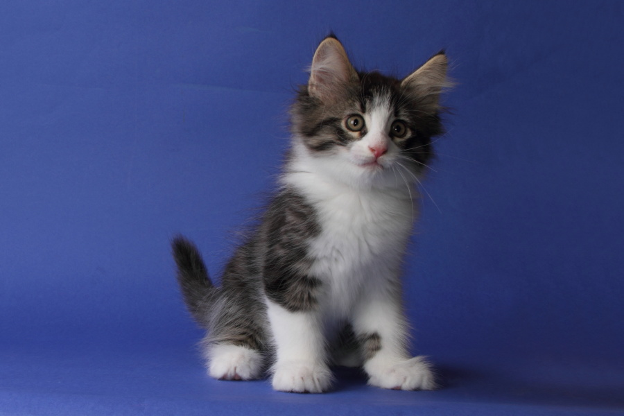 Merlin (62 Tage alt)