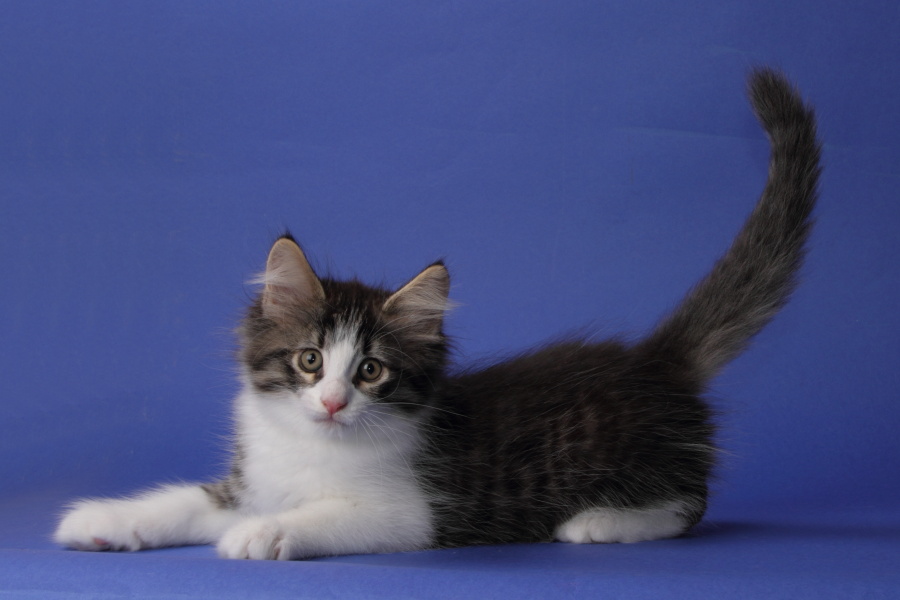 Merlin (62 Tage alt)