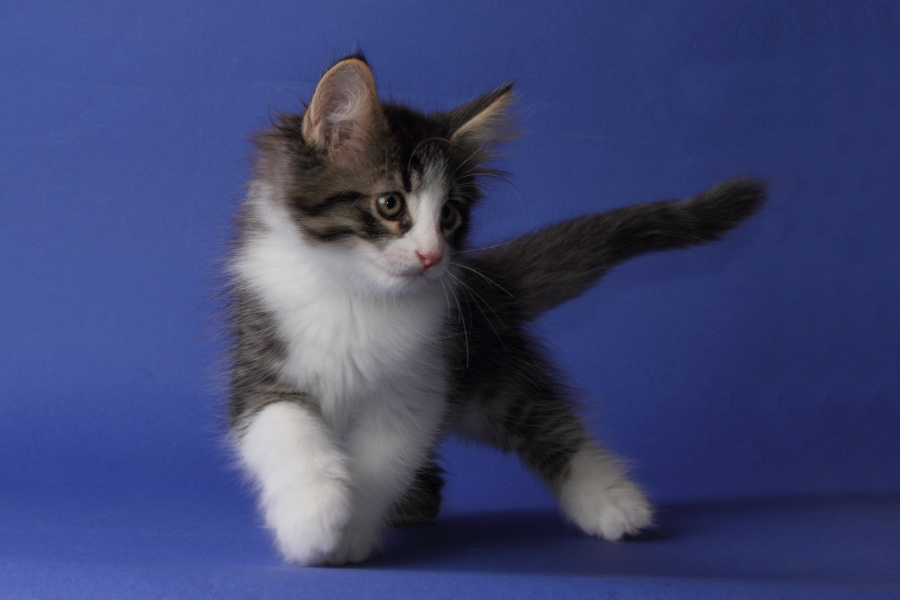 Merlin (62 Tage alt)