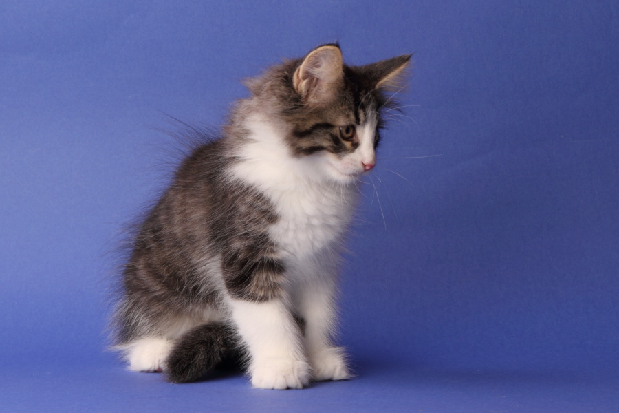 Merlin (69 Tage alt)