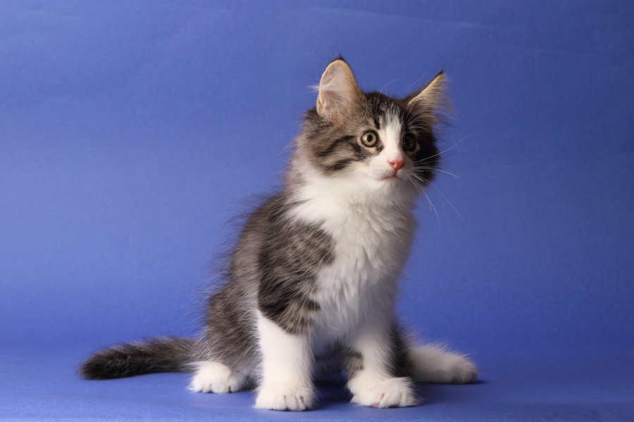 Merlin (69 Tage alt)