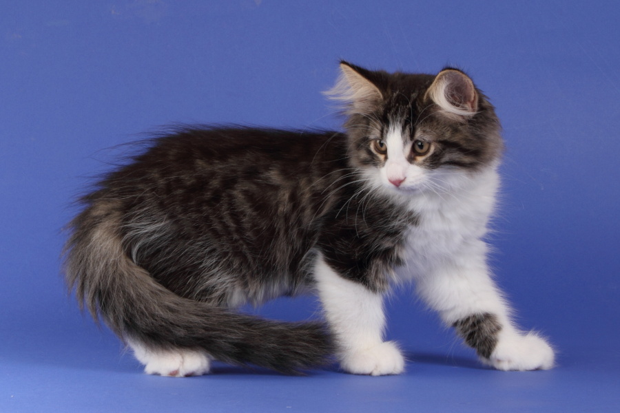 Merlin (77 Tage alt)