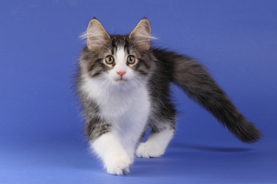 Merlin (77 Tage alt)