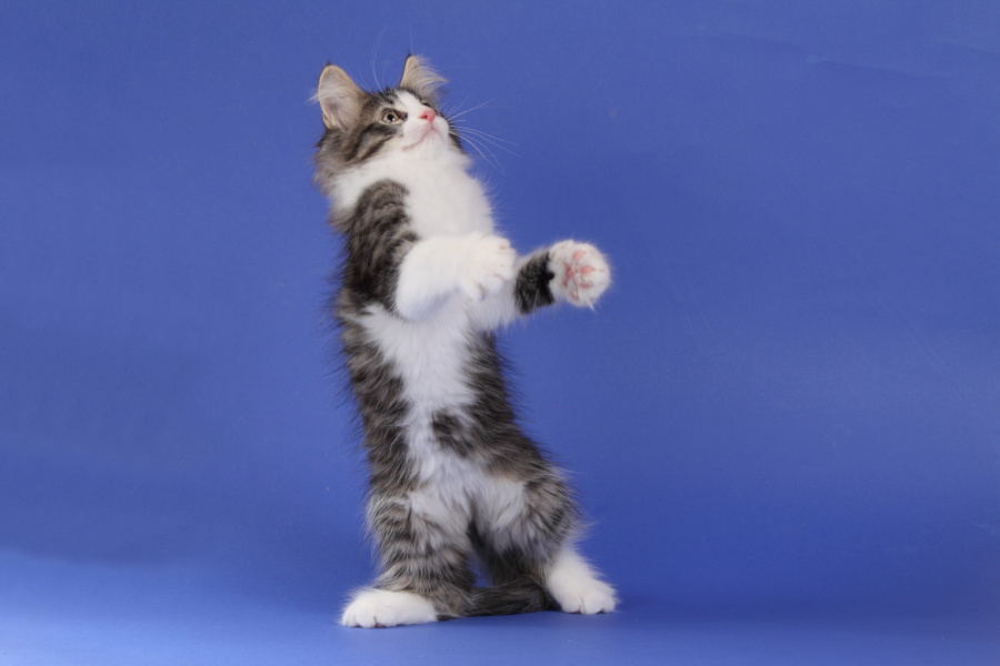 Merlin (77 Tage alt)