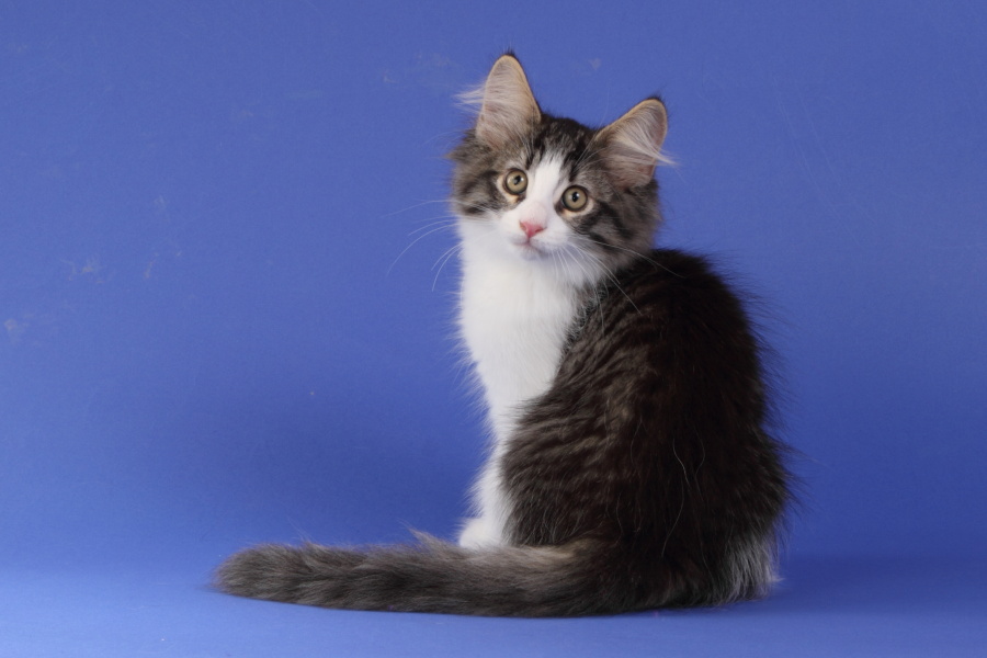 Merlin (77 Tage alt)