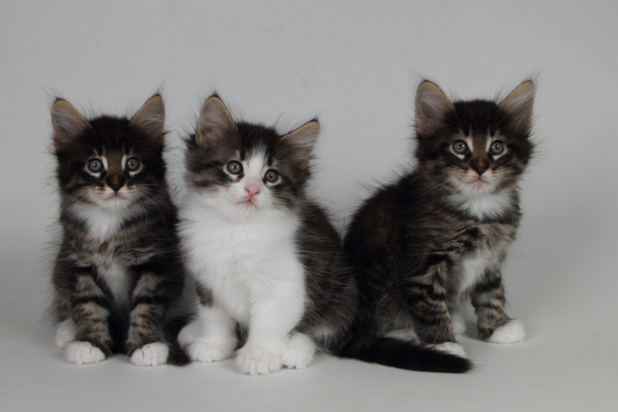 Wurf M (48 Tage alt)