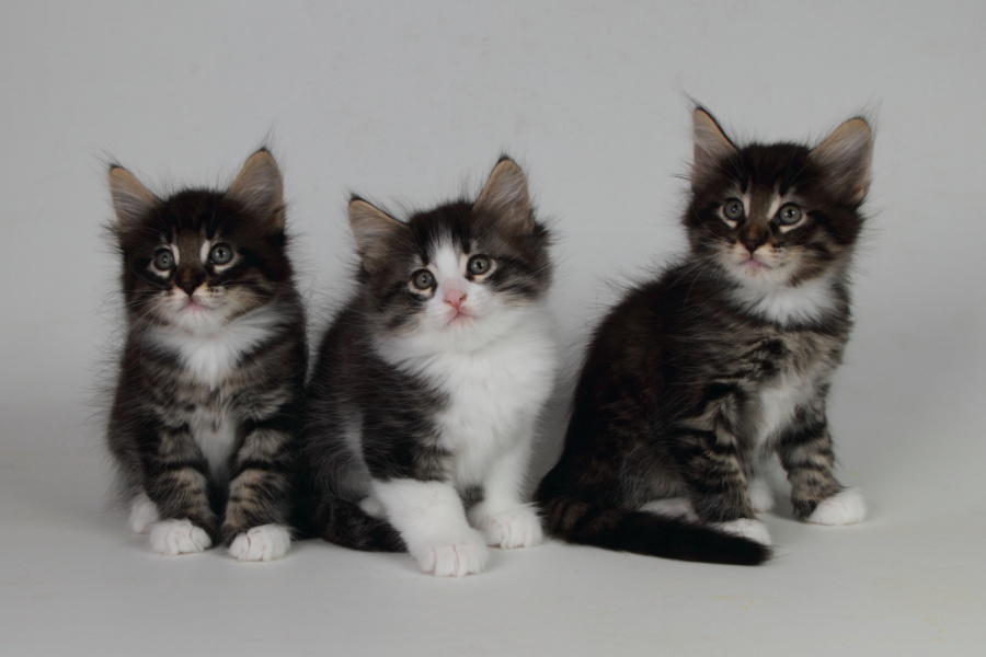 Wurf M (48 Tage alt)