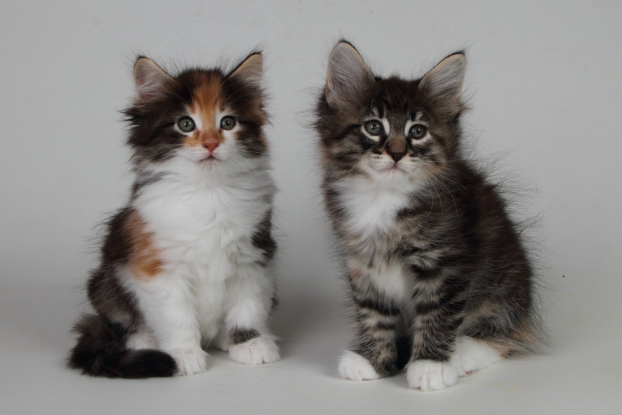 Wurf M (48 Tage alt)