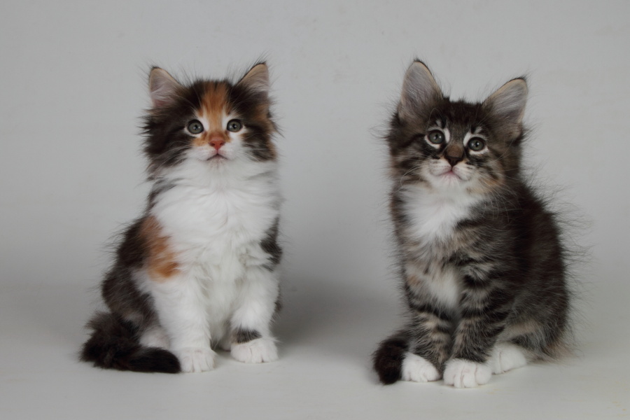 Wurf M (48 Tage alt)