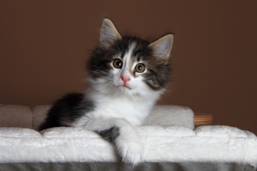 Oleg (56 Tage alt)