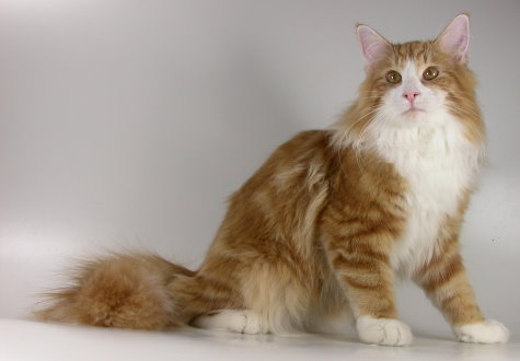 Sunny Boy (810 Tage alt)