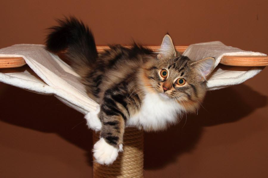 Pippi Langstrumpf (126 Tage alt)