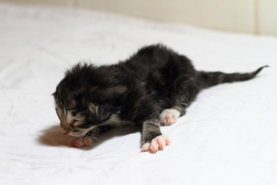 Qantaro (0 Tage alt)