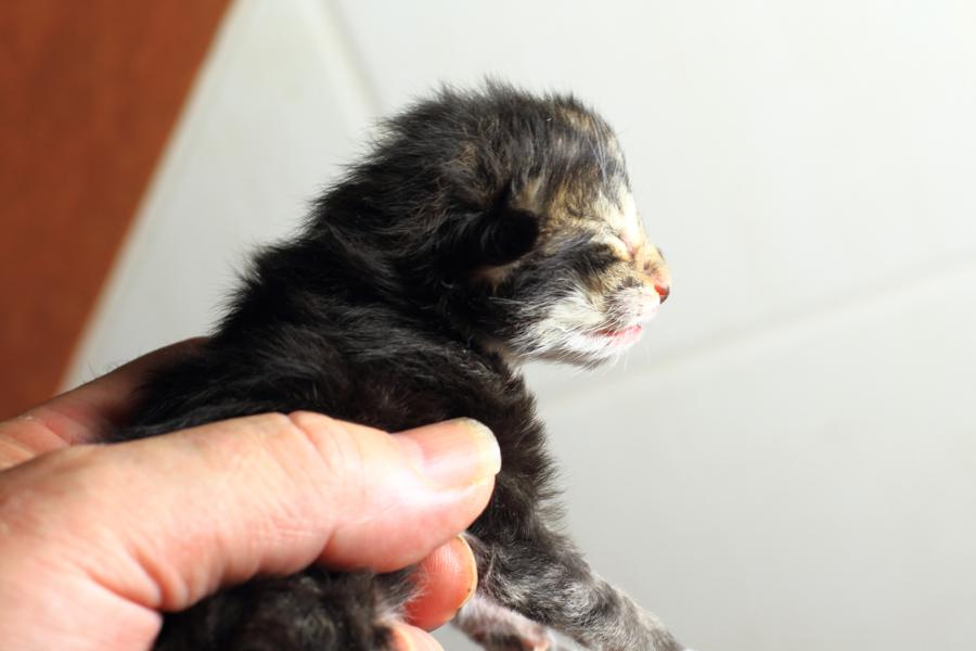 Qantaro (0 Tage alt)