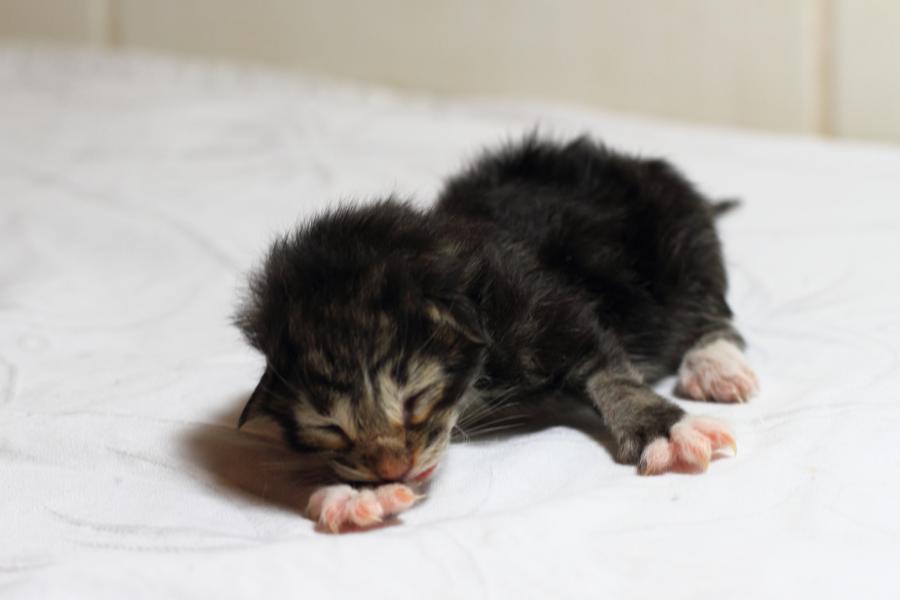 Qantaro (0 Tage alt)