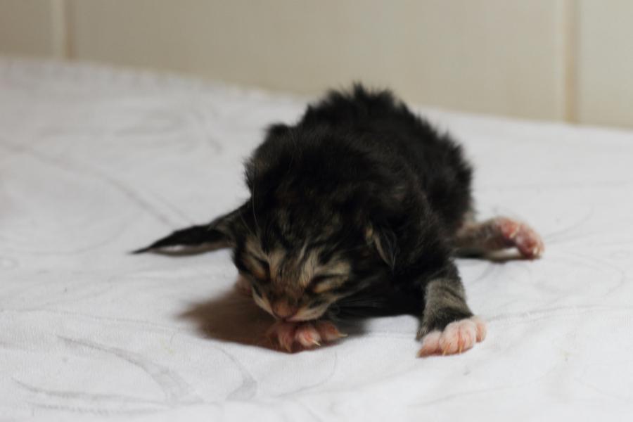 Qantaro (0 Tage alt)