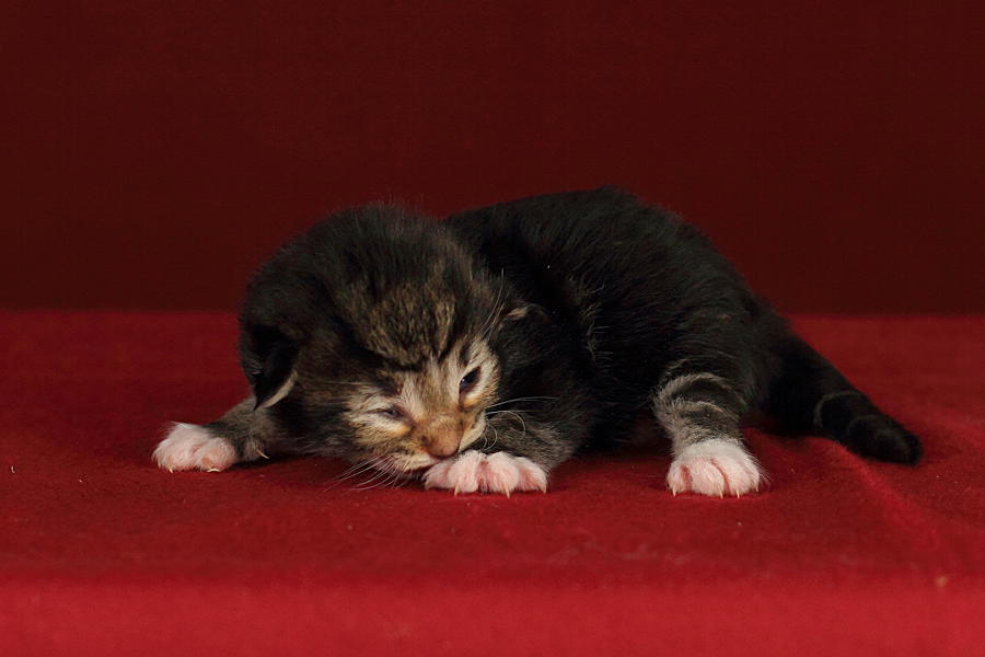 Qantaro (6 Tage alt)