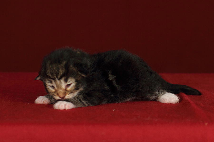 Qantaro (6 Tage alt)