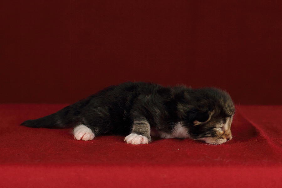 Qantaro (6 Tage alt)