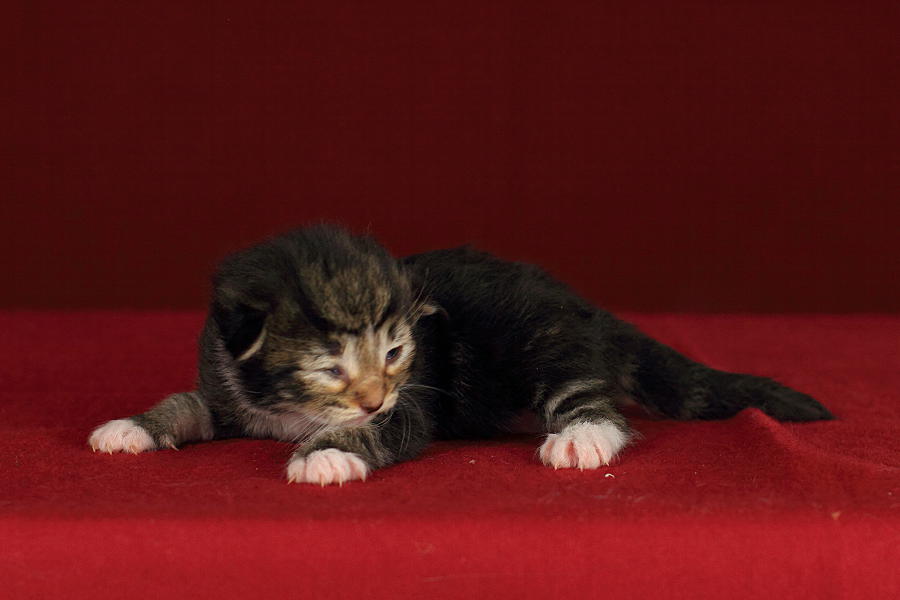 Qantaro (6 Tage alt)