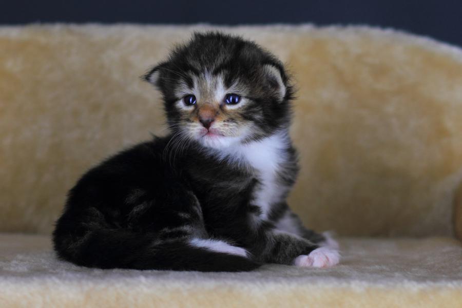 Qantaro (14 Tage alt)