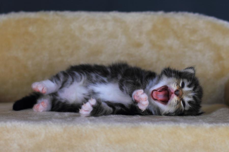 Qantaro (14 Tage alt)