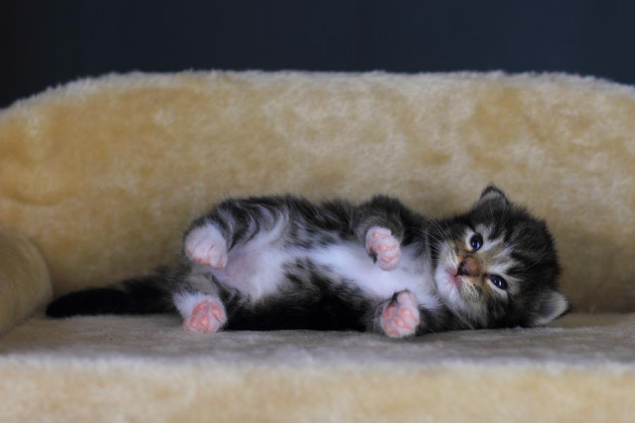 Qantaro (14 Tage alt)