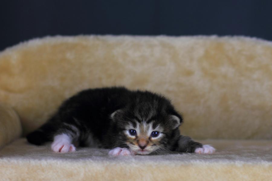 Qantaro (14 Tage alt)