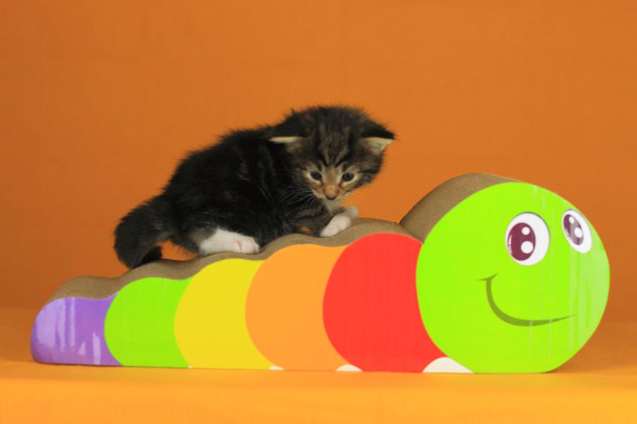 Qantaro (21 Tage alt)