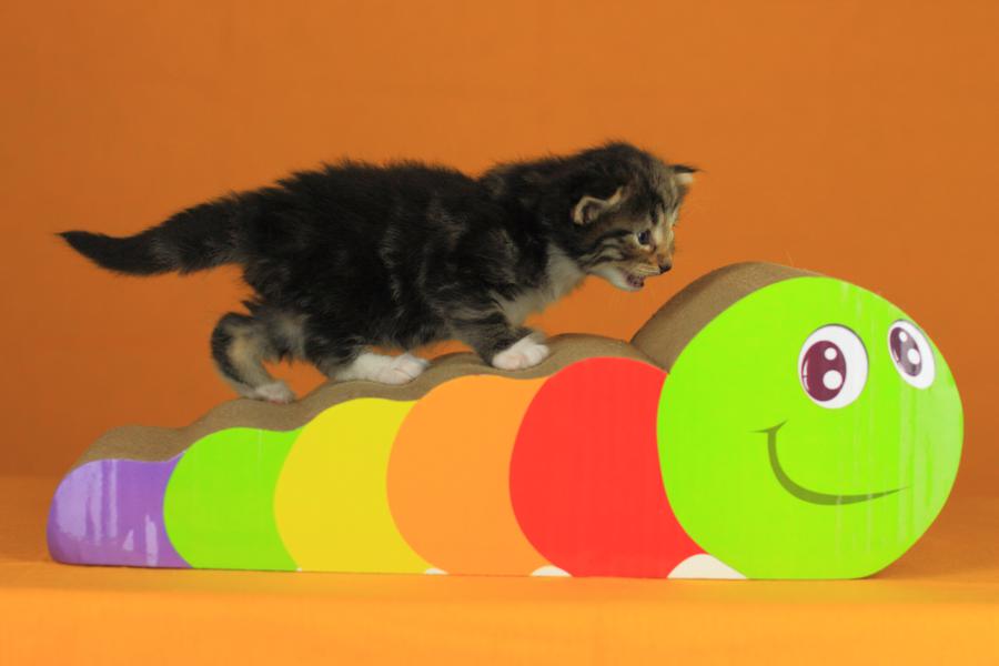 Qantaro (21 Tage alt)