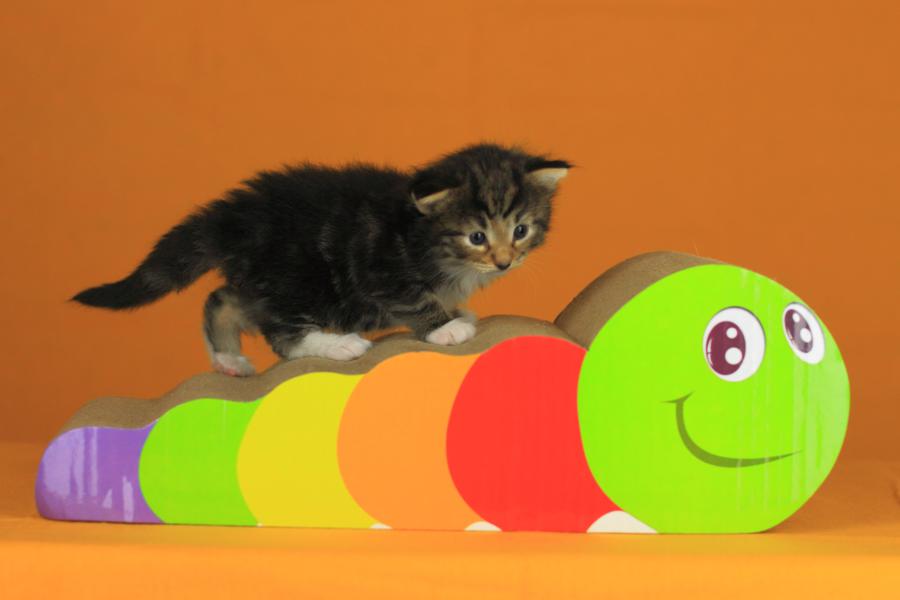 Qantaro (21 Tage alt)