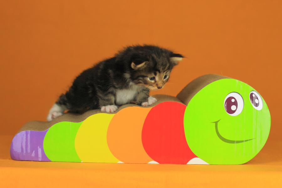 Qantaro (21 Tage alt)