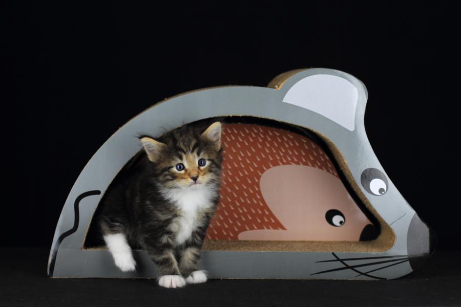 Qantaro (28 Tage alt)