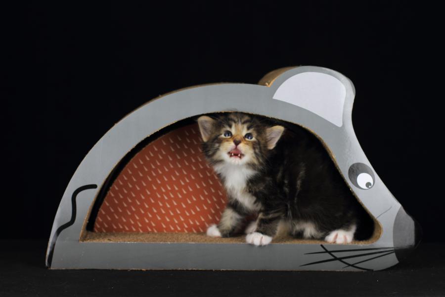 Qantaro (28 Tage alt)