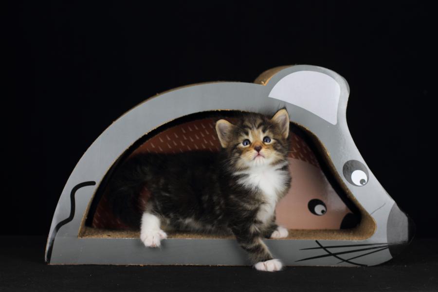 Qantaro (28 Tage alt)