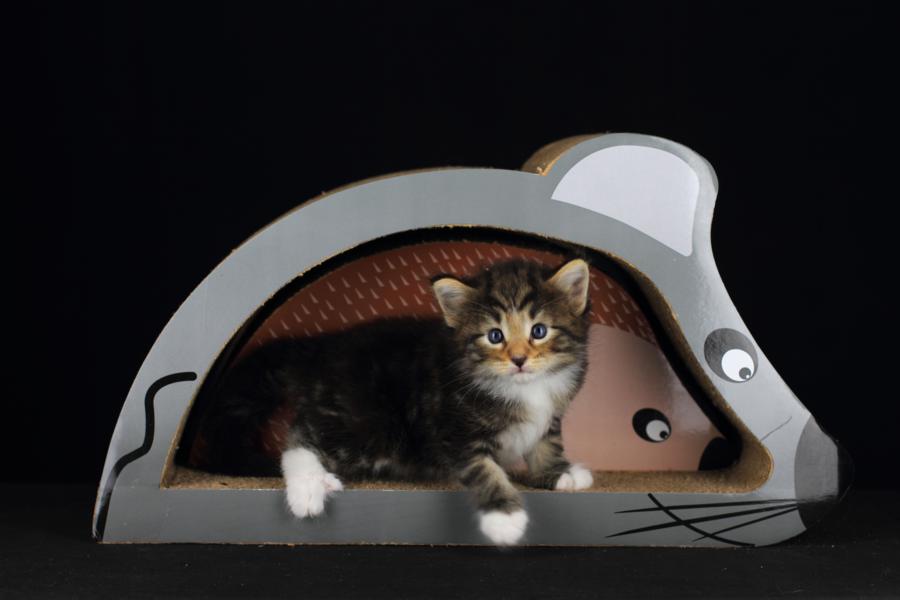 Qantaro (28 Tage alt)