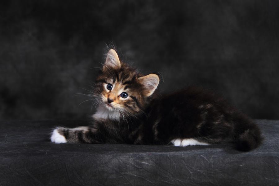 Qantaro (35 Tage alt)