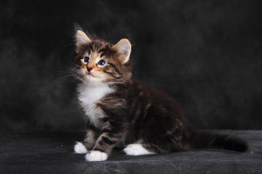 Qantaro (35 Tage alt)