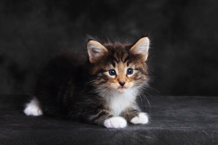 Qantaro (35 Tage alt)