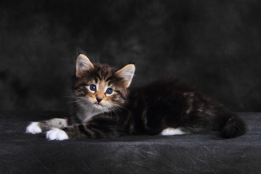 Qantaro (35 Tage alt)